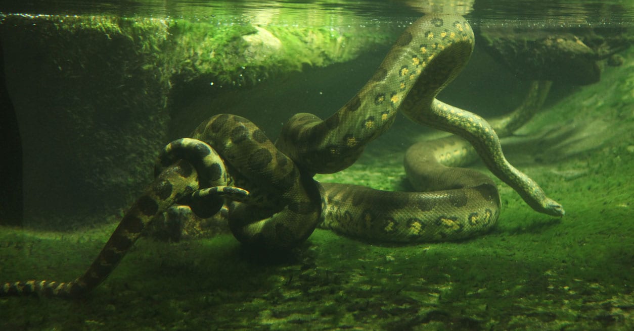 A Female Anaconda Gave Birth to 18 Babies Without Any Contact With a