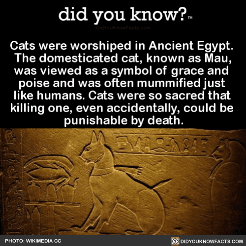 catswereworshipedinancientegyptthe did you know?