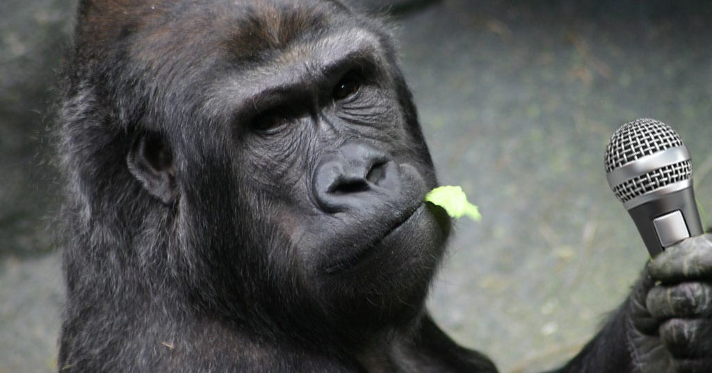 Gorillas Sing Little Food Songs When They Eat