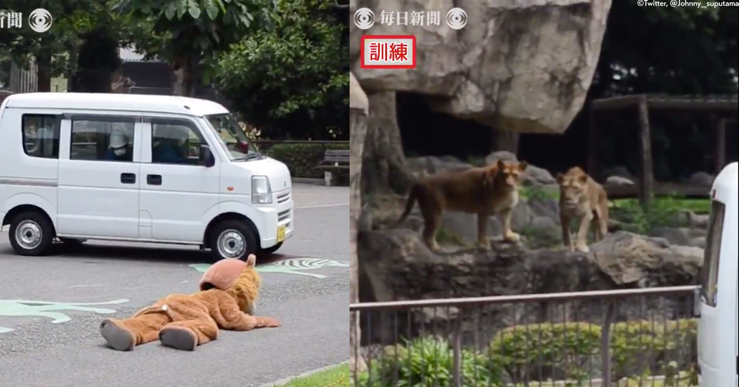 These Actual Lions Watching a Zoo Drill for a Lion Escape Are Everything