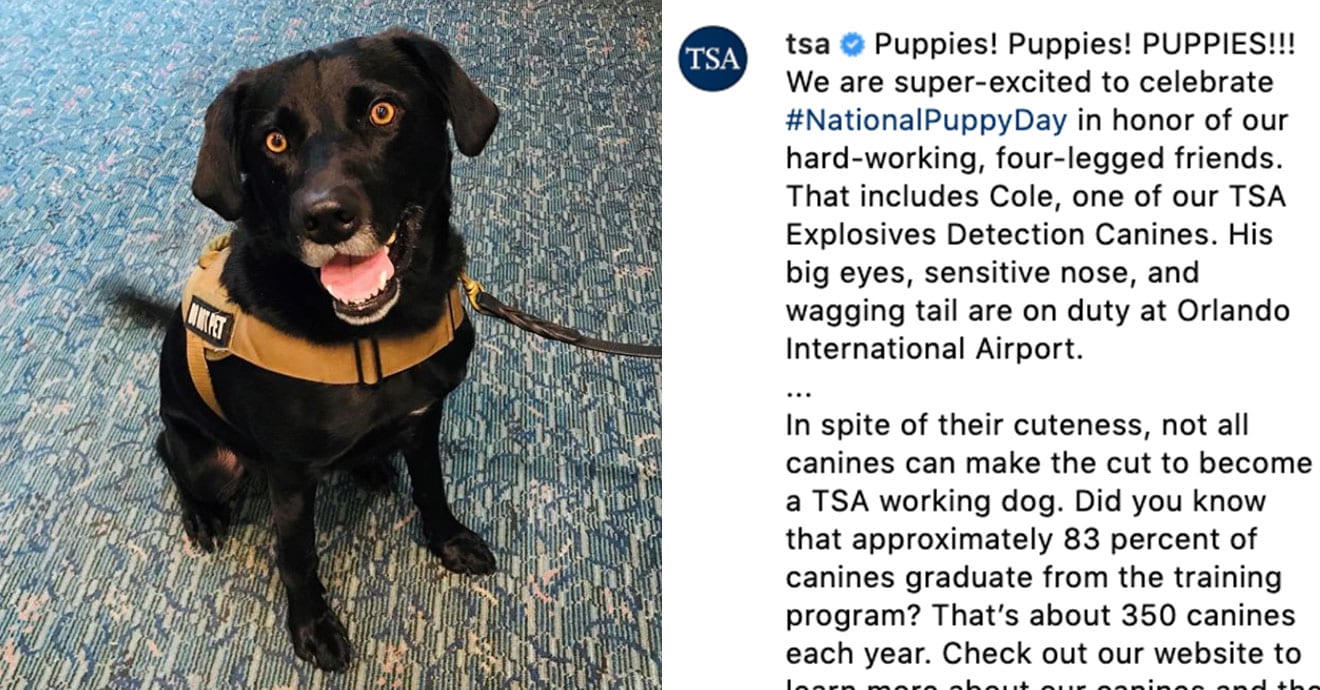 How to Adopt a Dog Who Failed Government Training for Being 'Too Nice"