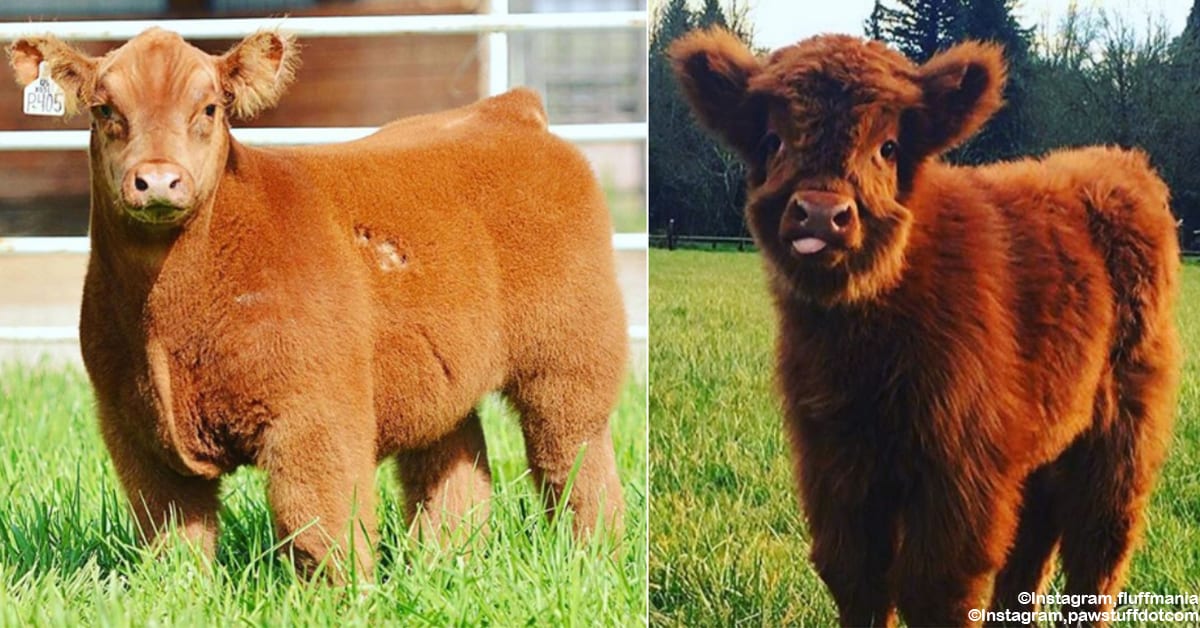 Fluffy Blow Dried Cows Are All The Rage And You Should Probably Get On Board