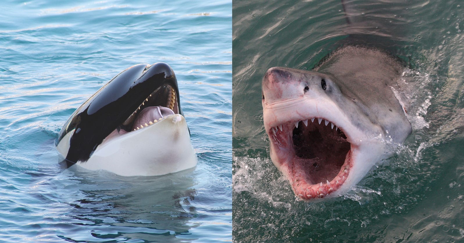 Study Finds That Great White Sharks Are Scared of Killer Whales