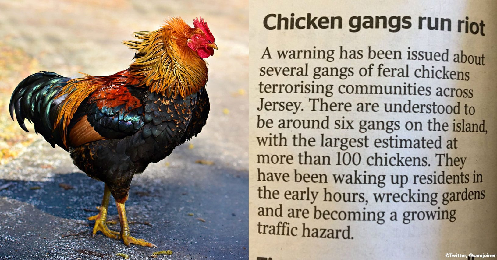 Feral Chickens Are Terrorizing One of Britain's Channel Islands