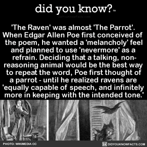 The Raven Was Almost The Parrot When Edgar Did You Know - 