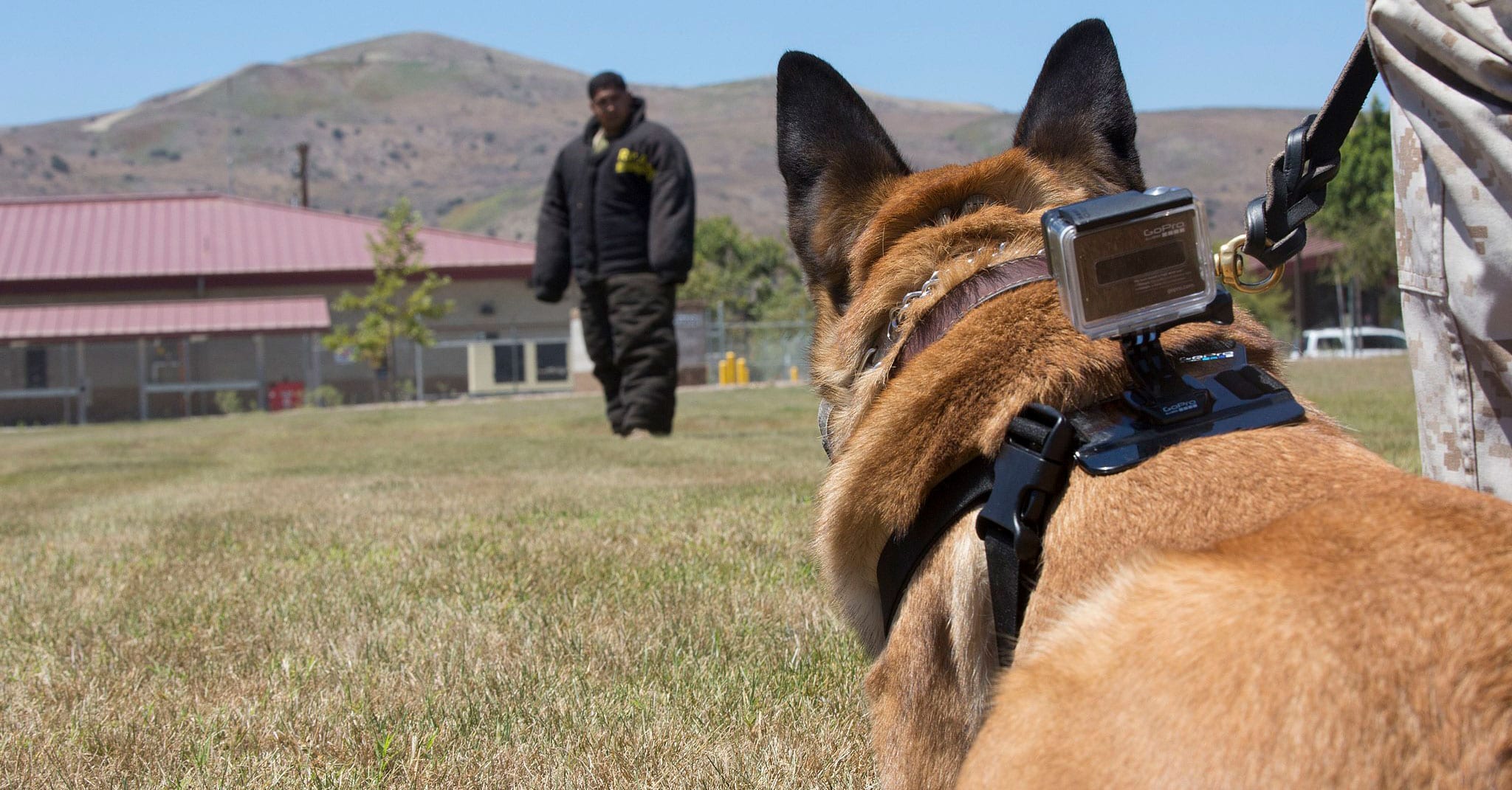 Navy SEAL Trains Dogs to Run Toward and Attack School Shooters