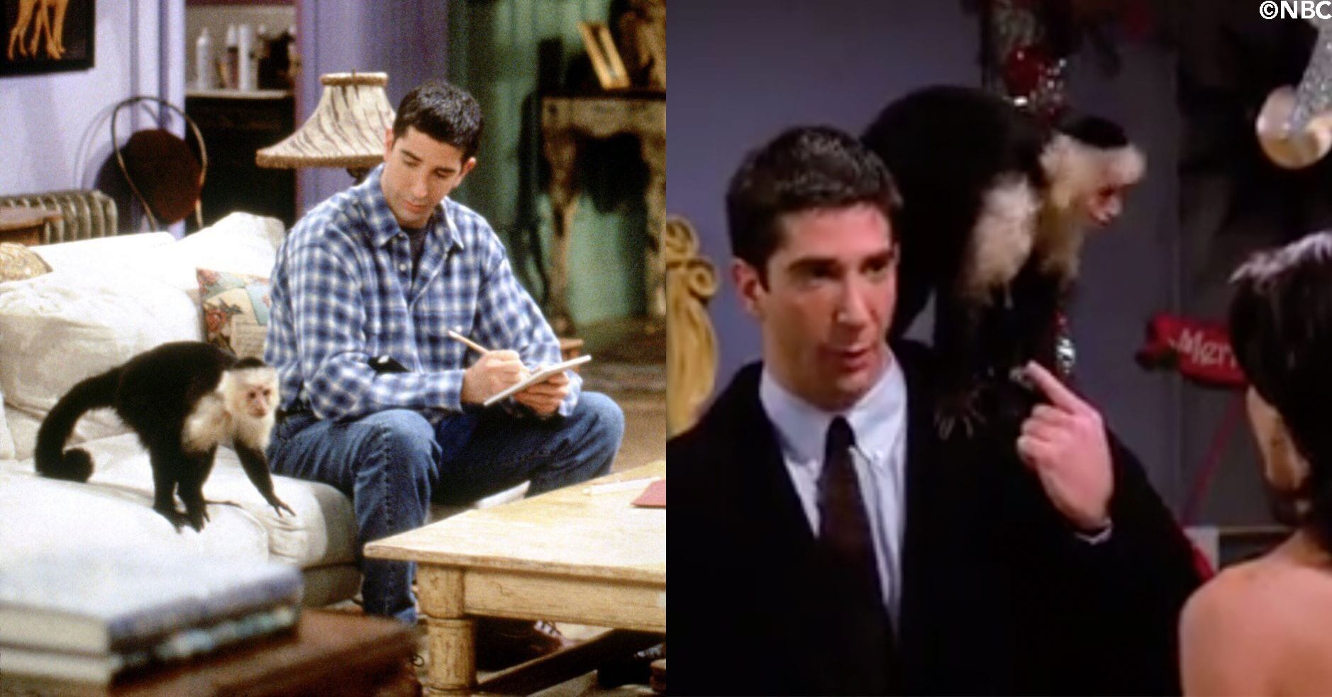 "Friends" Simian Star Marcel Is Still a Hard Working Monkey