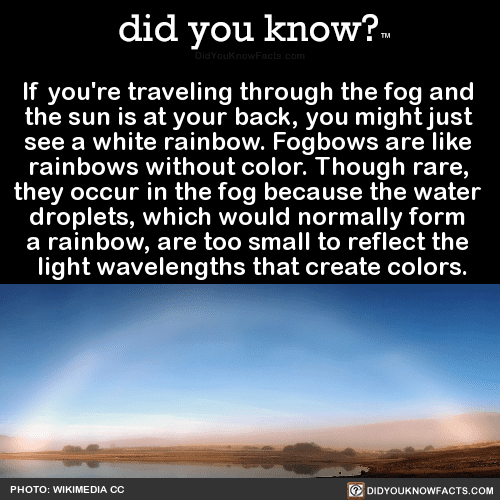 if-youre-traveling-through-the-fog-and-the-sun-is - did you know?