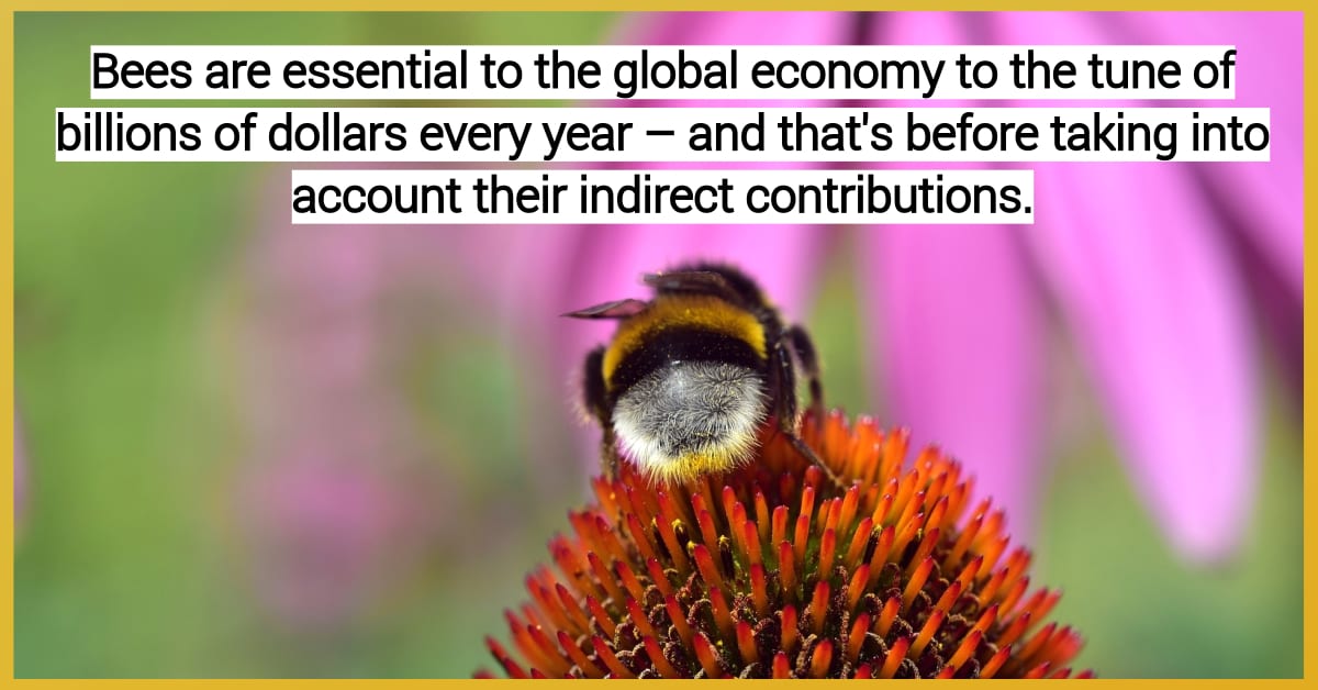 why-bees-matter-and-are-important-for-biodiversity-in-2020