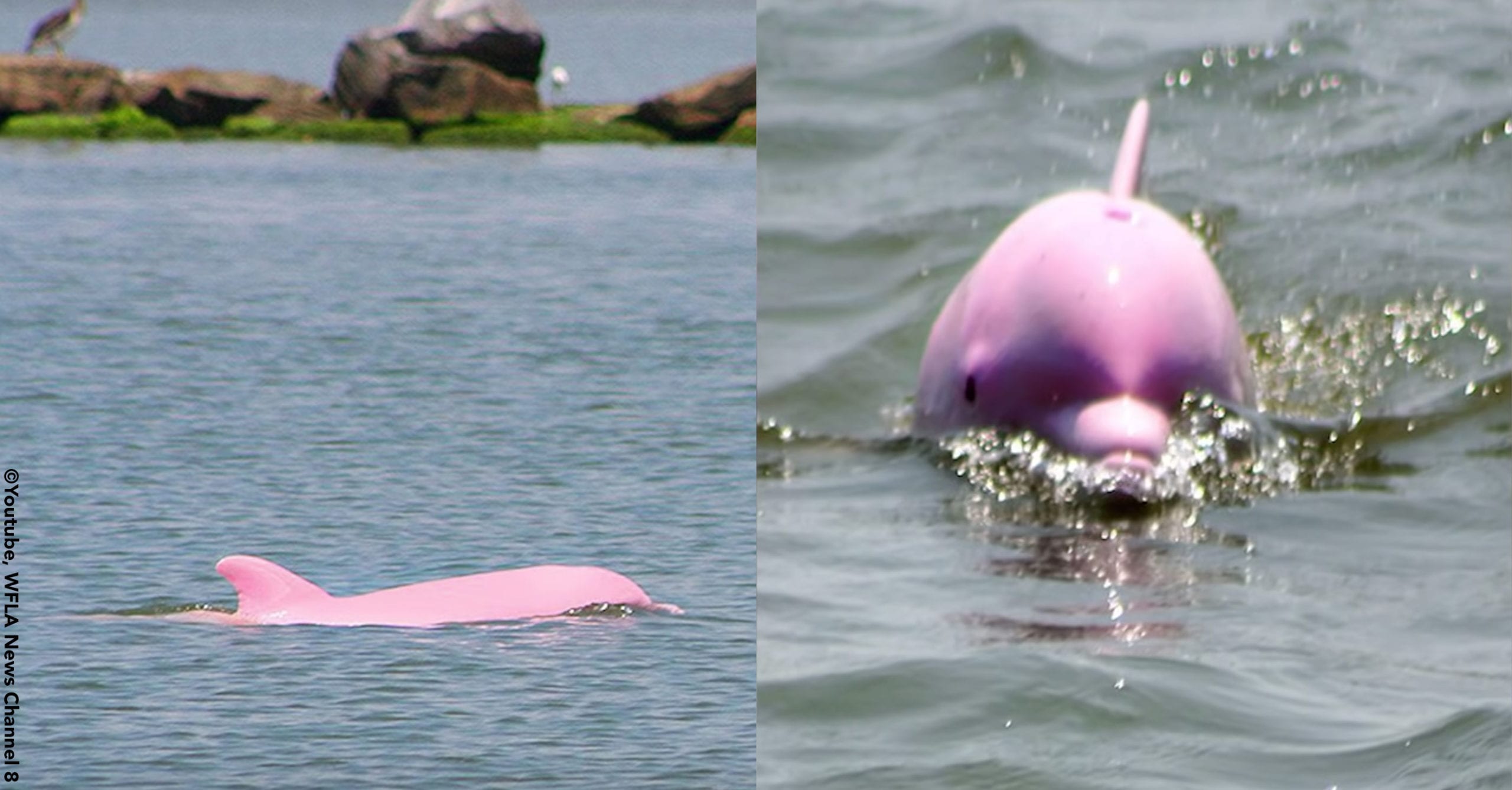 Rare Pink Dolphin Gives Birth to Beautiful Pink Calf