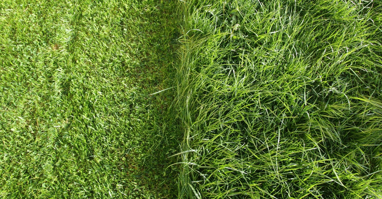 The Reason Fresh-Cut Grass Smells So Nice Is Actually Pretty Dark