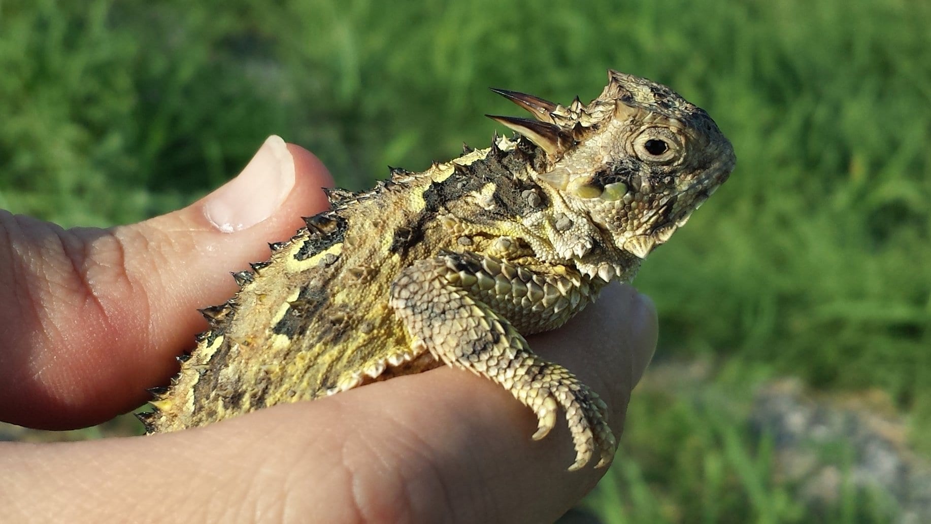 Texas Horned Lizard Making a Comeback From the Threat of Extinction