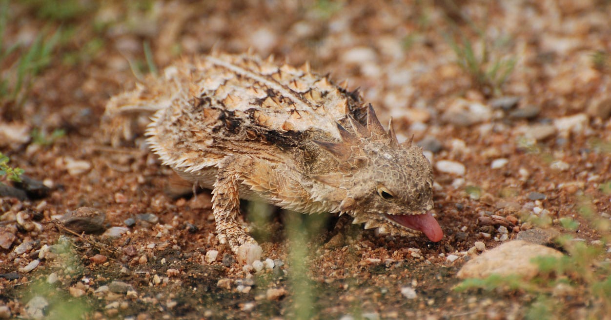 Texas Horned Lizard Making a Comeback From the Threat of Extinction