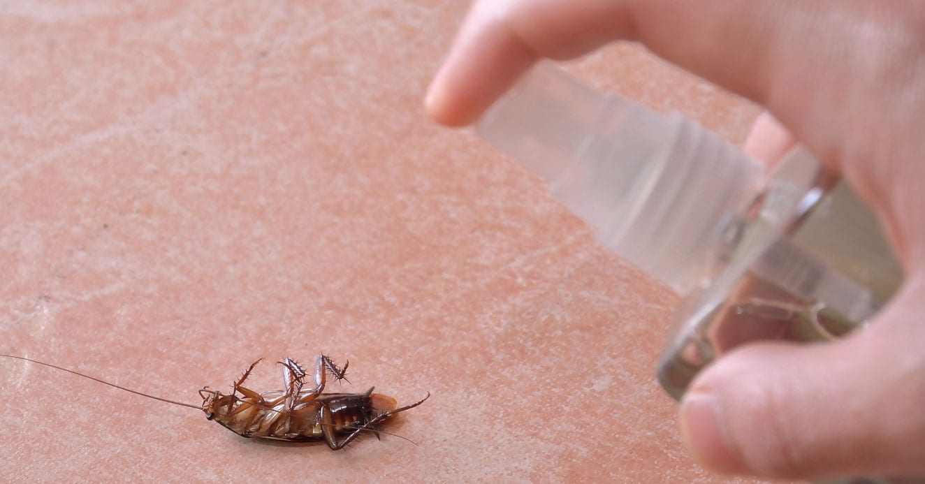 cockroach children ant infestation peppermint biggest risk pose under oil away poison baits