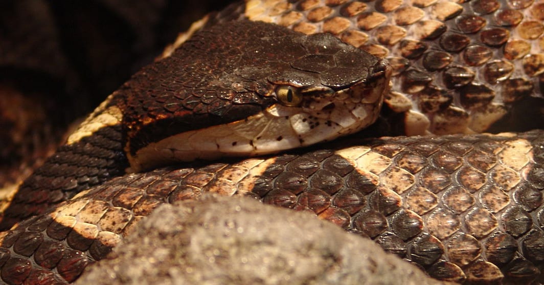 Unfortunate Man Finds out His Snakebite 