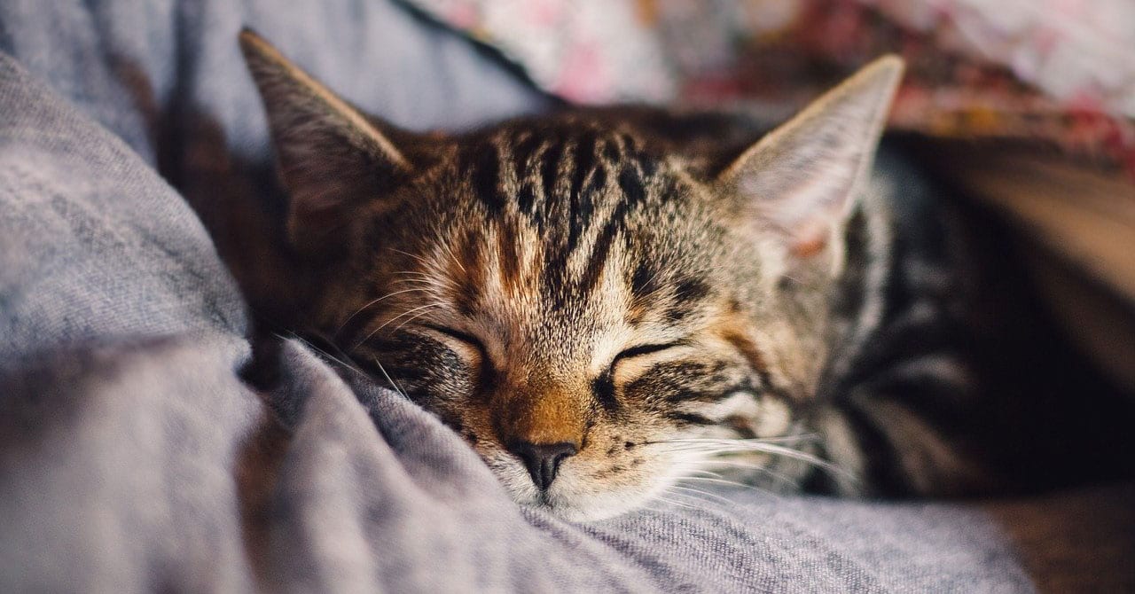 How Your Cat's Purr Can Literally Help Heal You