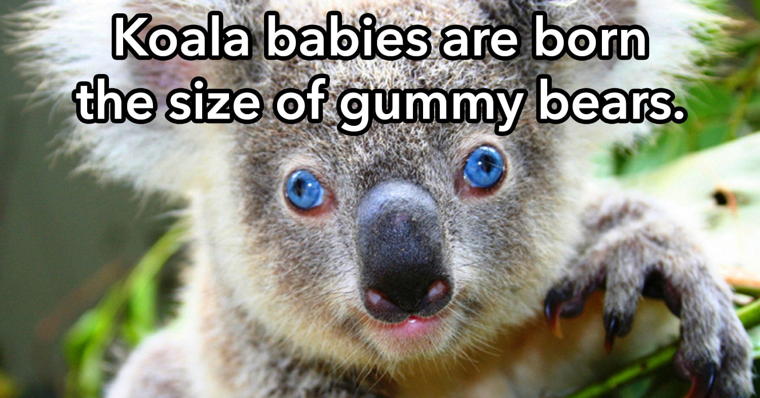 12 Random But Cuddly Koala Facts