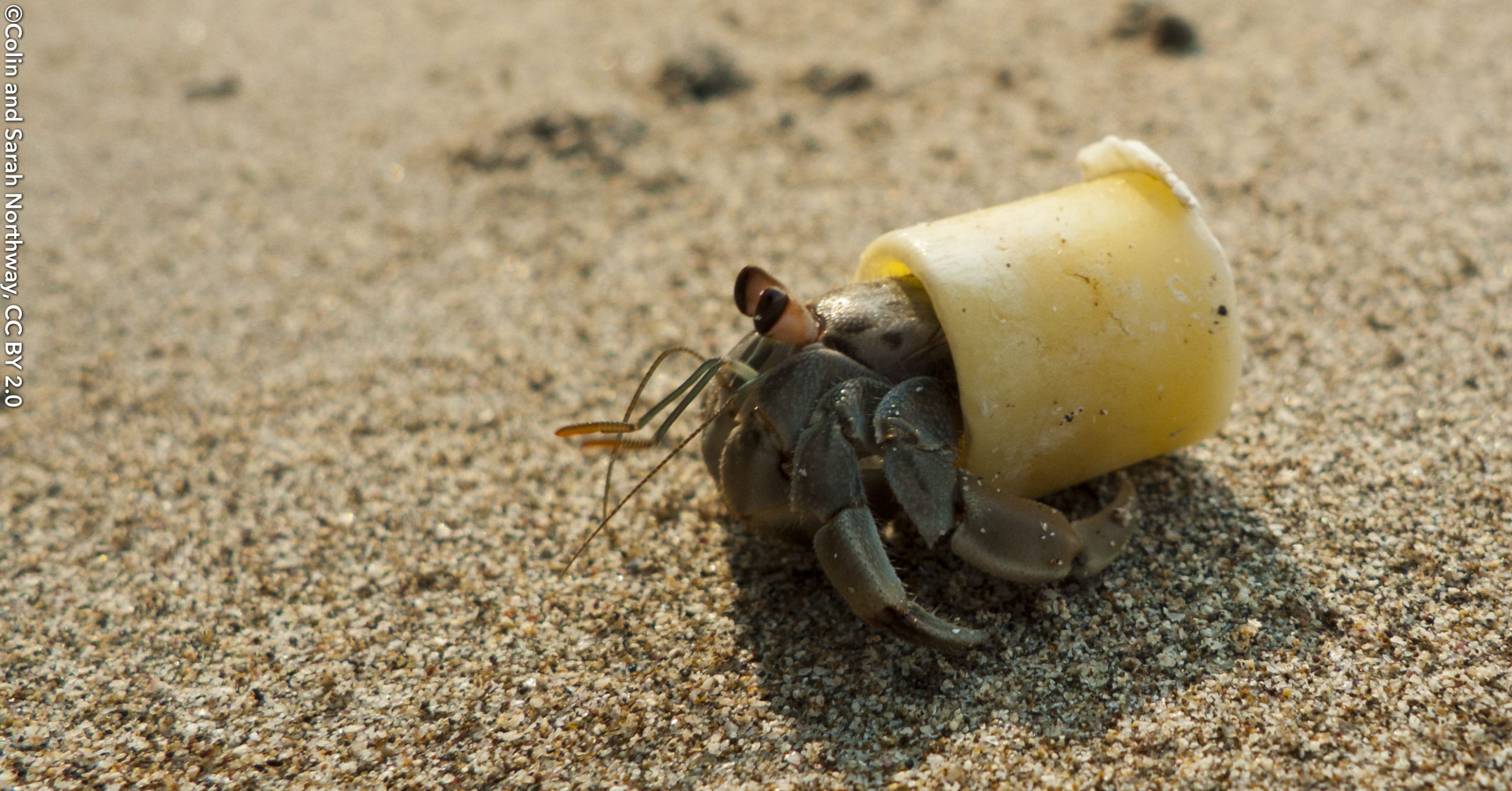 Hermit Crabs are Using Plastic Garbage as Shells, Endangering Their Own Lives