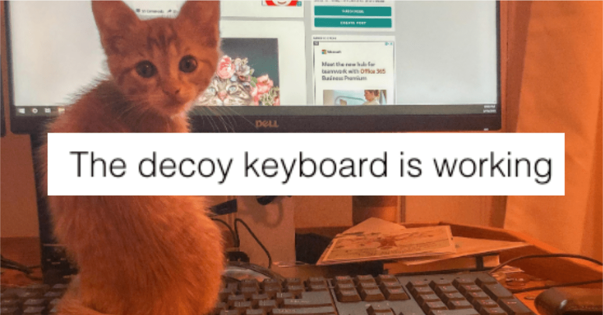 15 Funny Cat Snapchats That Might Make You Smile