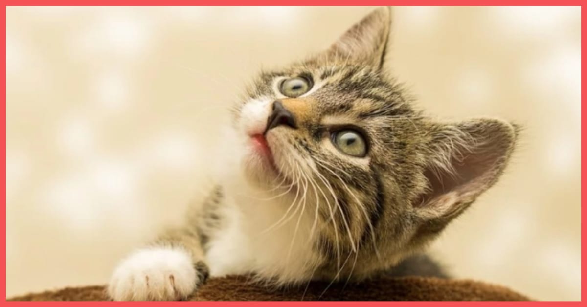 Your Cat Isn t Bad At Communicating You re Just Not Speaking Their Language 