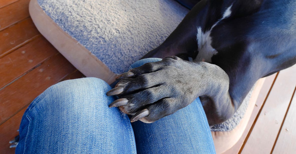 Here's Why Your Dog Randomly Puts His Paw on You