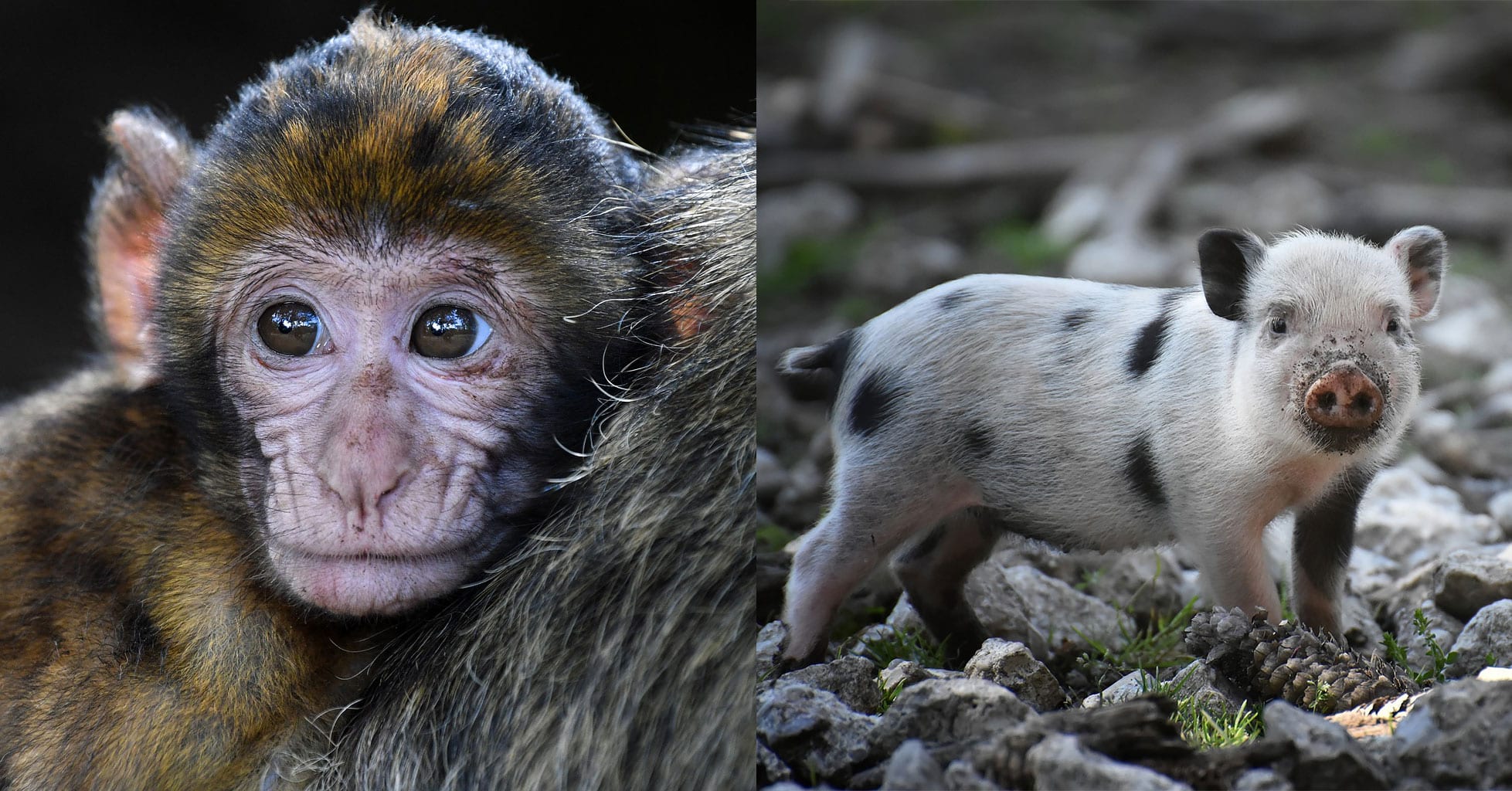 Гибрид свиньи и обезьяны. Monkey pig. Свинья с челкой. Огромная свинья и мартышка. Monkey pig.