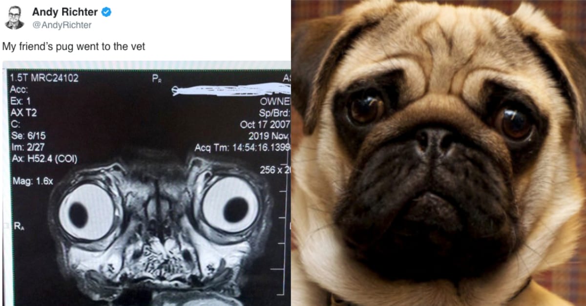 This Is What A Pug’s MRI Scan Looks Like