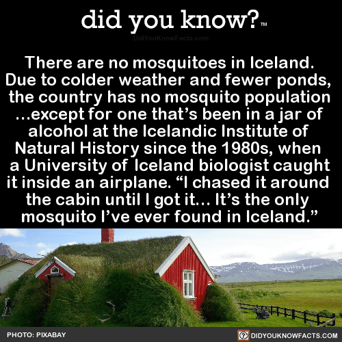 therearenomosquitoesinicelandduetocolder did you know?