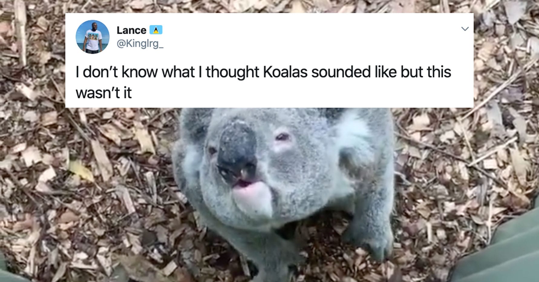 People Are Just Now Learning What Koalas Sound Like, And They Don't