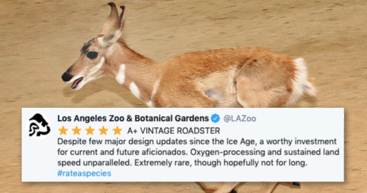 Zoos Are Giving Their Animals Reviews on Twitter