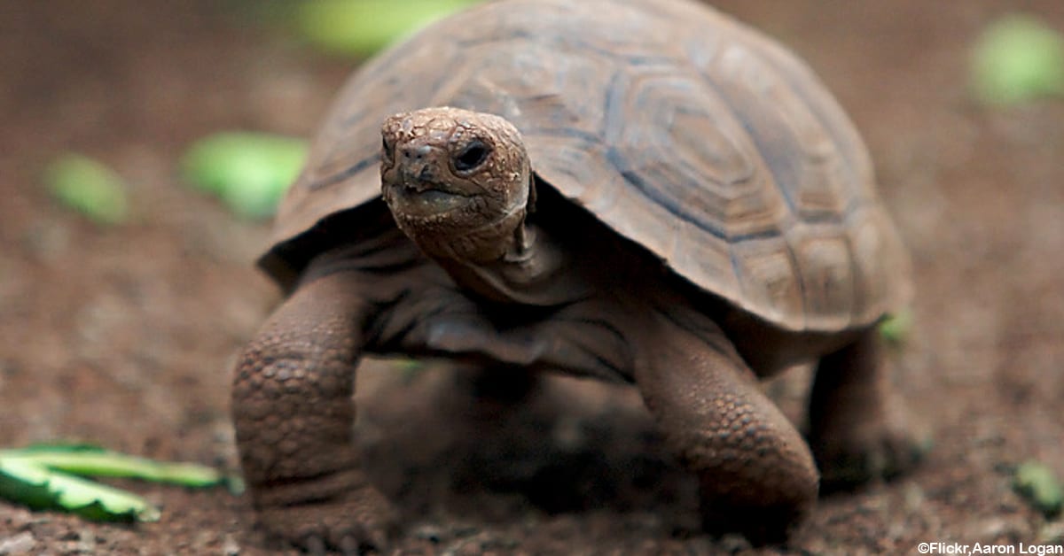 Baby Tortoises Were Born on a Galapagos Island for the First Time in ...