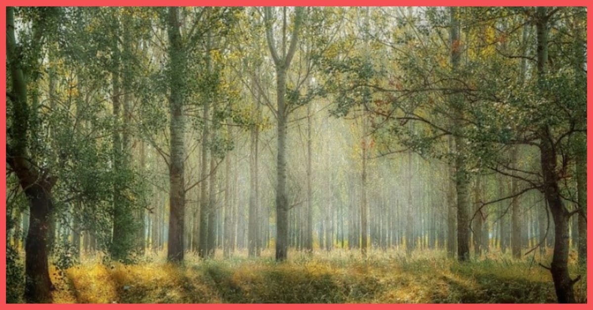 The Difference Between Forests, Woods, and Jungles