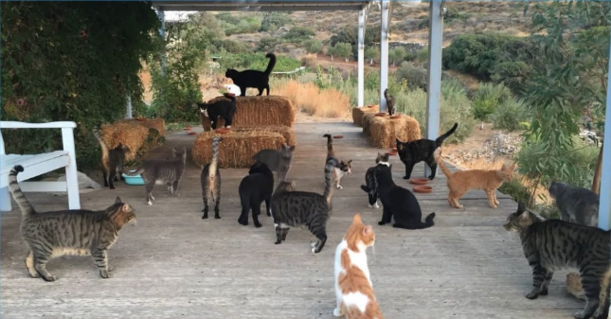 You Can Get A Job Taking Care Of 55 Cats On This Cat Sanctuary
