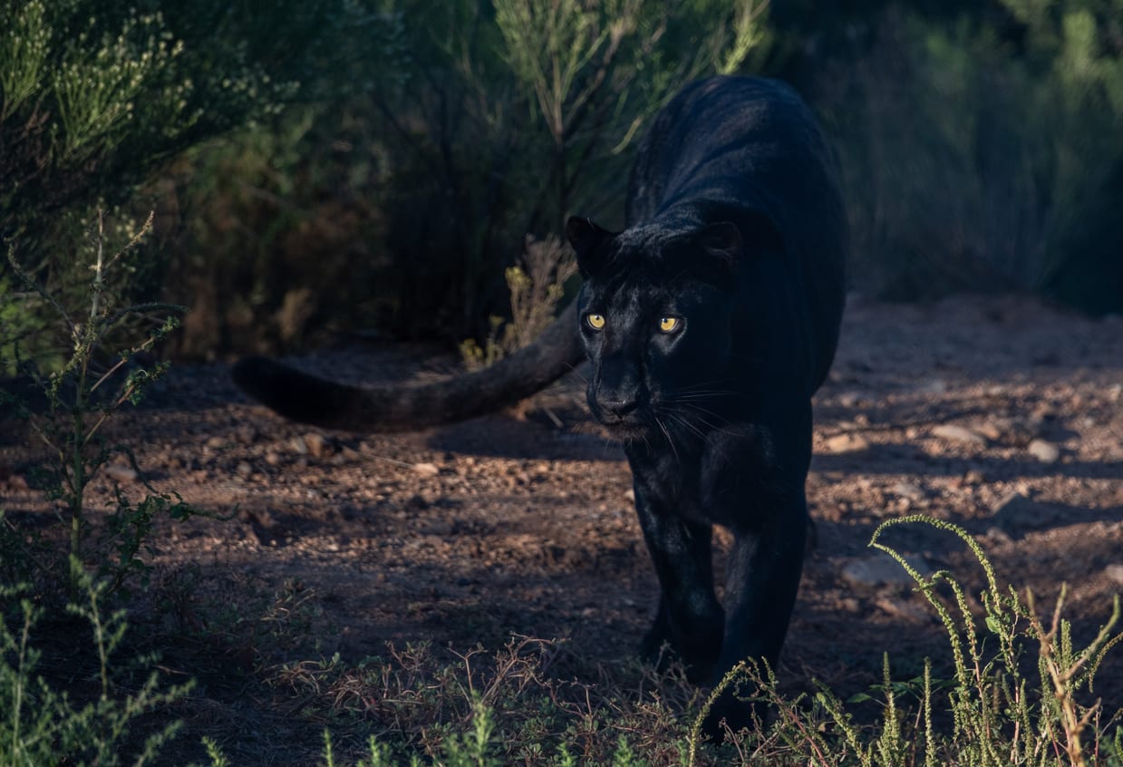Rare Sri Lankan Black Panther, Once Thought Gone Forever, Has Been Rediscovered