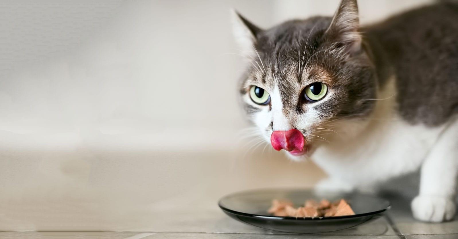 Your Cat Would Probably Eat Your Rotting Corpse — Research Finds They