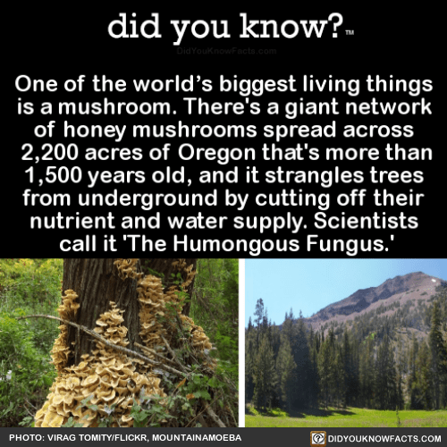one-of-the-worlds-biggest-living-things-is-a-did-you-know