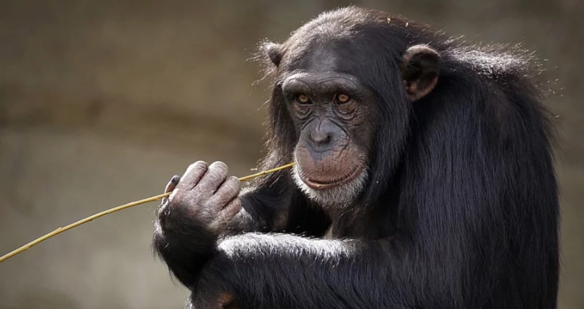 Why Do Chimpanzees Throw Their Poop? Scientists Are Researching To Find