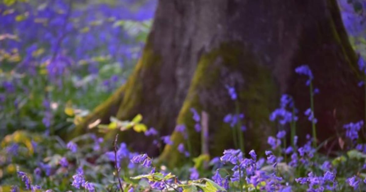 Extraordinary Photos Of A Belgian Forest Carpeted by Bluebell Flowers