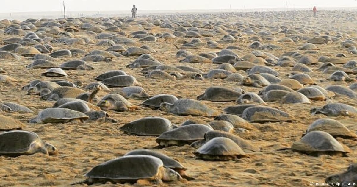 Undisturbed Sea Turtles Laid 60 Million Eggs On Indias Beaches 