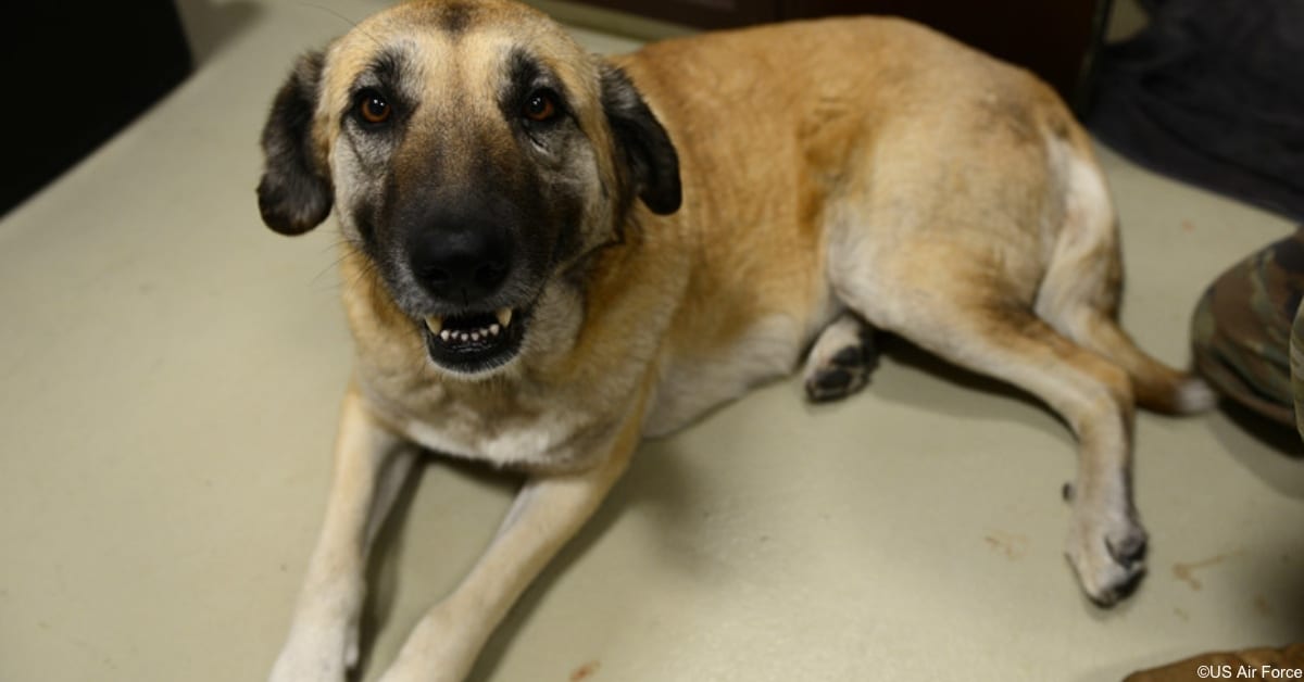 This Is Why Your Dog Follows You to the Bathroom