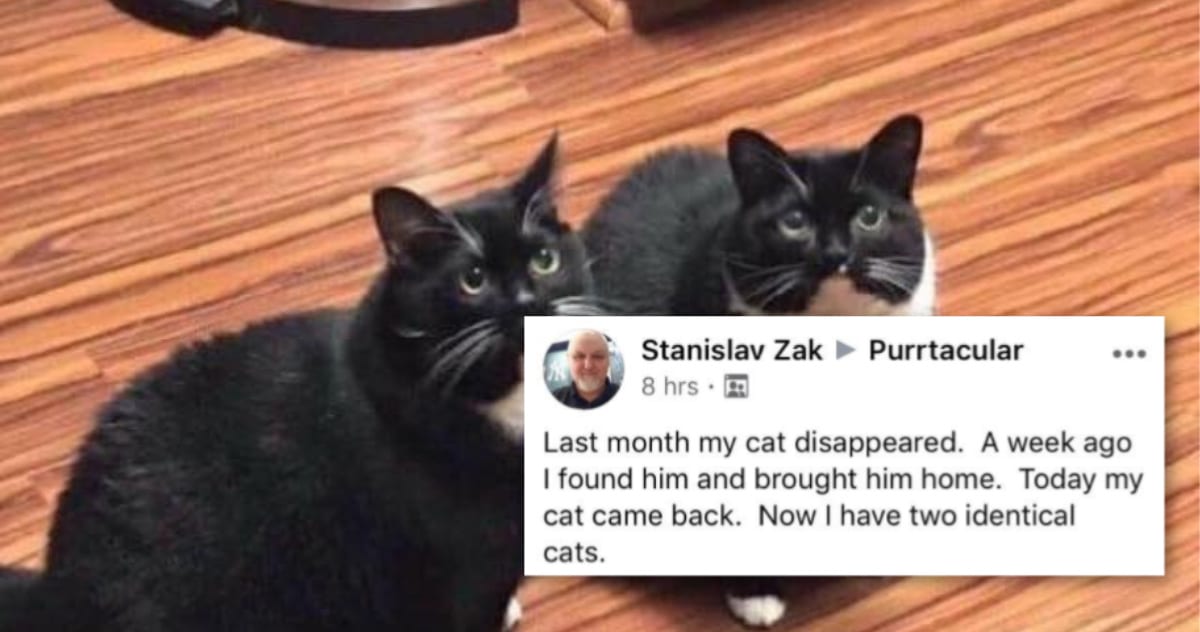 This Man Thought He Found His Lost Cat And Then The Real One Showed Up