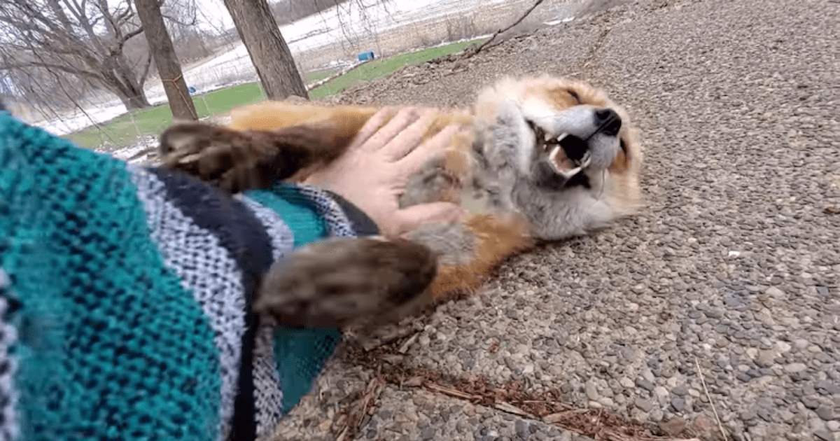 This Adorable Fox Laughs Just Like a Human