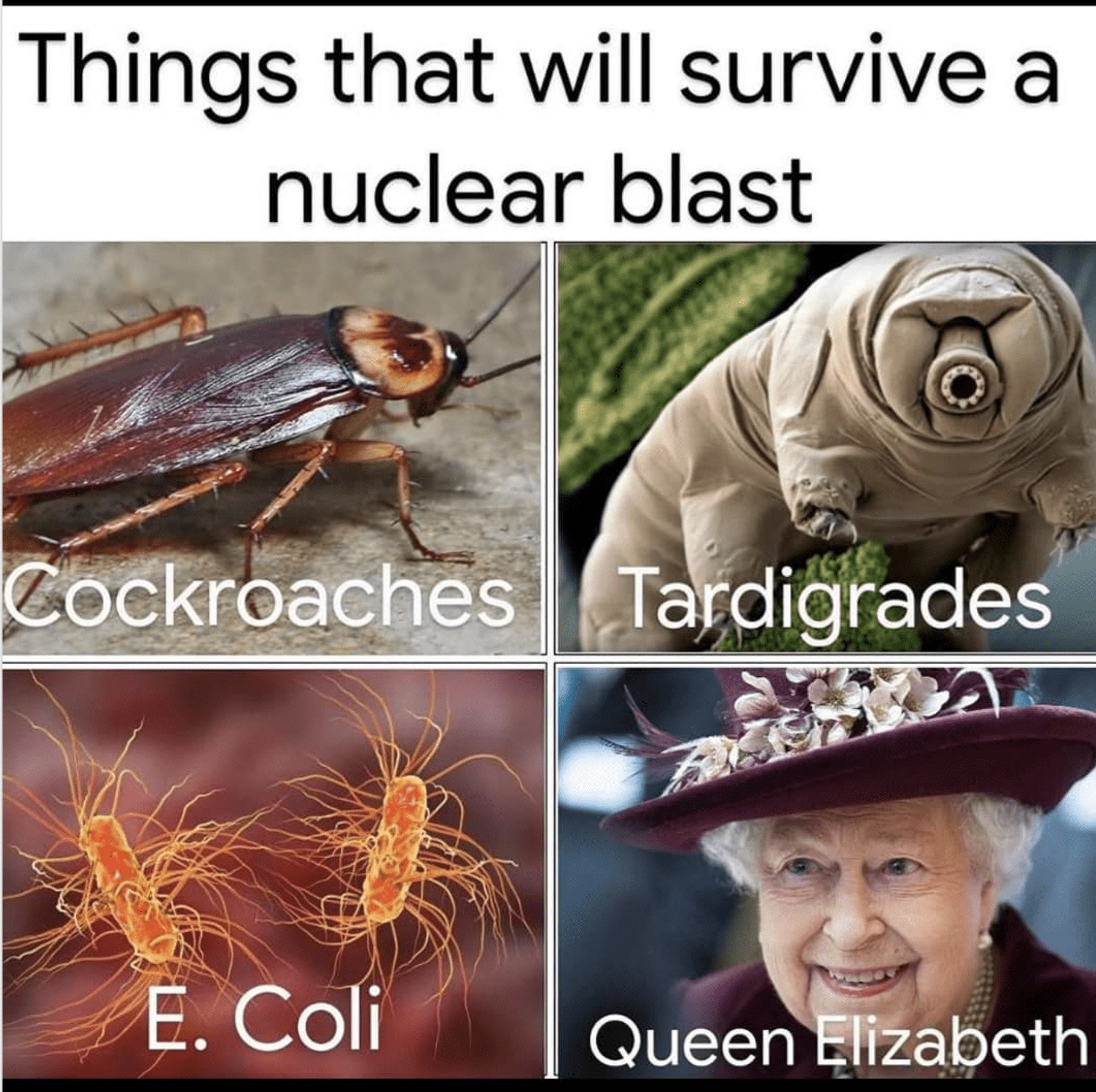 15 Memes About Queen Elizabeth for Which We Are Eternally Grateful