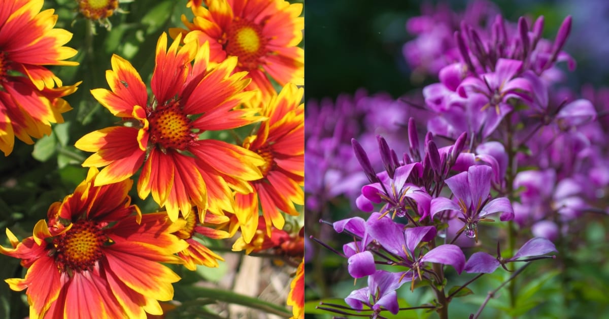 7 Plants That Will Attract Pollinators to Your Garden