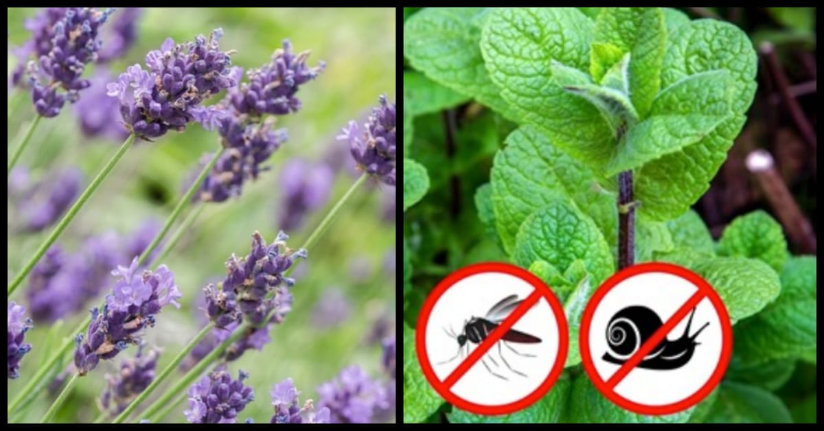 7-plants-that-will-keep-pests-out-of-your-garden