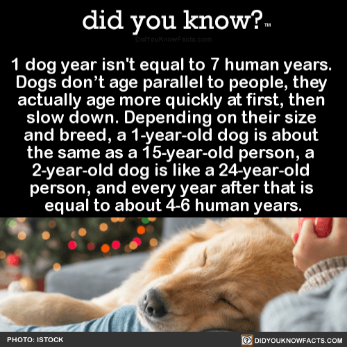 how much is 1 year in dog years