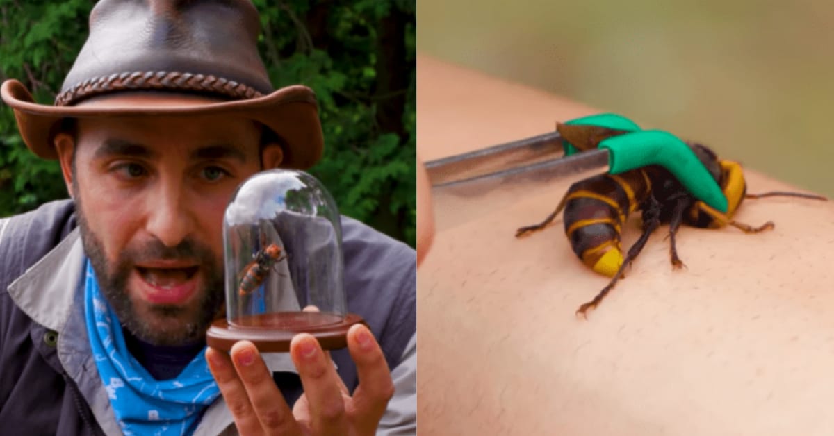 YouTuber Shows How Painful A 'Murder Hornet' Is By Intentionally