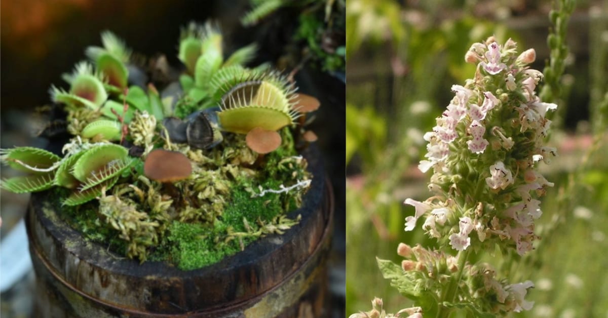 10-plants-you-can-put-in-your-garden-to-keep-bugs-away