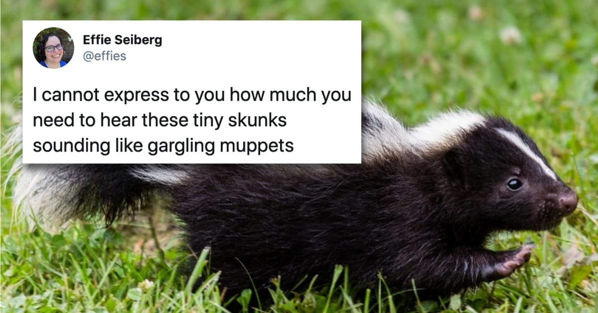 What Do Skunks Sound Like? the Internet Is Delighted When They Find Out.