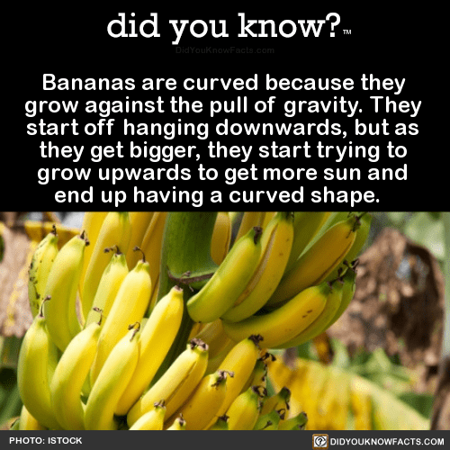 bananasarecurvedbecausetheygrowagainstthe did you know?